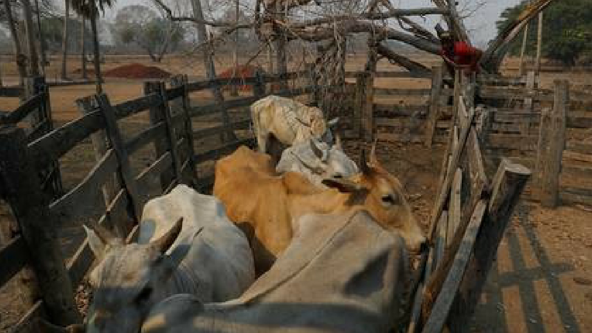 Denuncian condiciones de esclavitud en ranchos ganaderos que proveen a los mayores productores de carne de Brasil