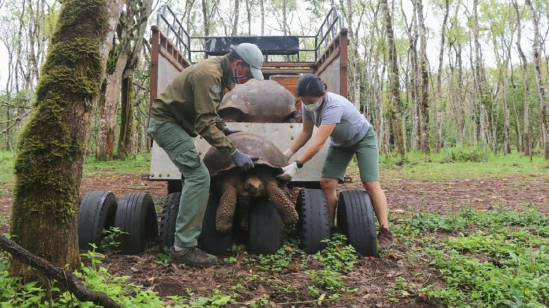 Dos tortugas retornaron a su hábitat natural