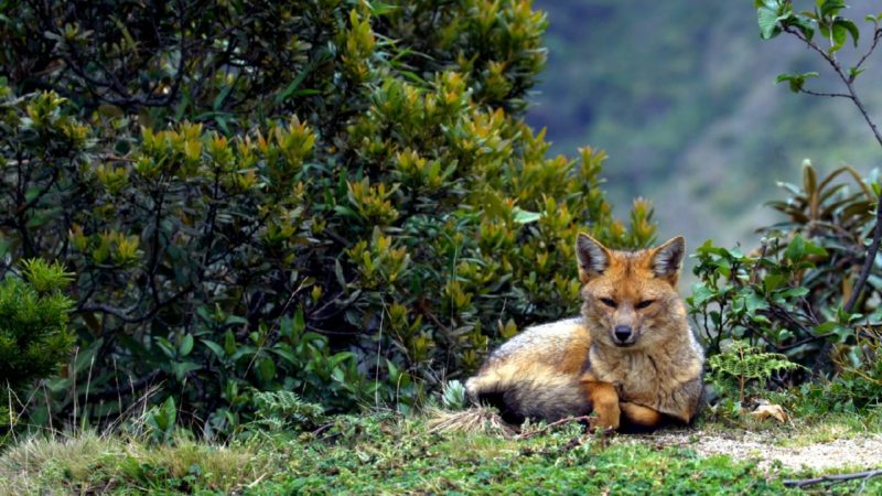 El Parque Nacional Yacuri cumple 11 años como Área Protegida
