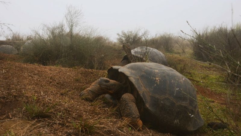 Expedición científica monitoreará la población de tortugas gigantes del volcán Alcedo en la isla Isabela