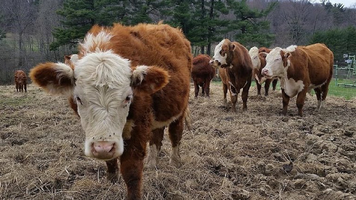 Gremios colombianos piden frenar la importación de leche desde EE.UU.