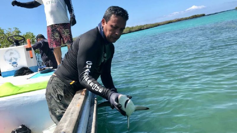 Guardaparques marcaron crías de tiburones punta negra