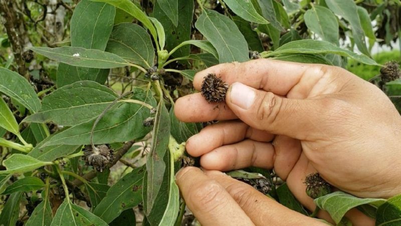 Guardaparques recolectan semillas para germinar Scalesia pedunculata