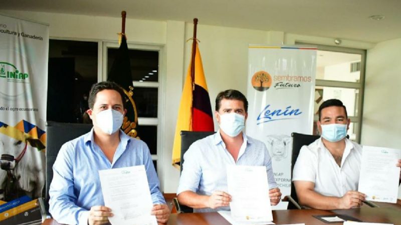 INIAP y MAG presentan variedad de maíz duro que rinde entre 7,5 y 12 toneladas por hectárea