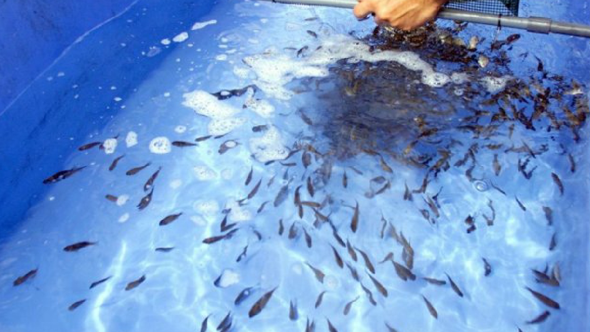 La acuicultura y pesca de Guatemala prevé crecer un 5,5 % en 2021