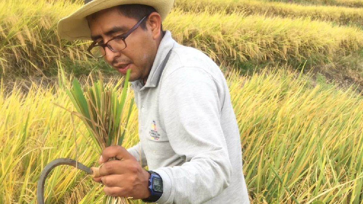 MAG e INIAP forman parte del Observatorio del Arroz