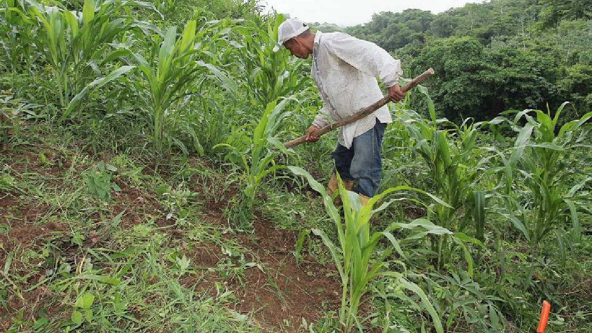 México trabaja en sustituir el glifosato tras decretar su prohibición