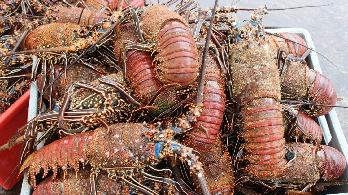 Plazo para comercialización y movilización de langosta espinosa en Galápagos