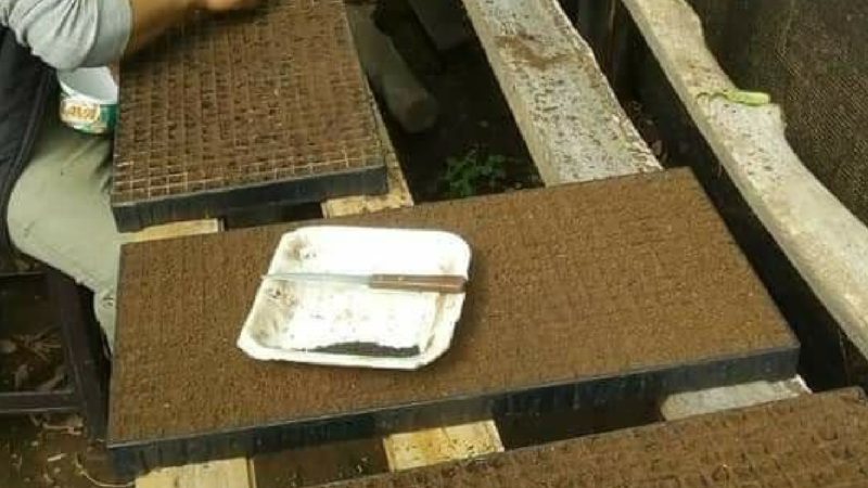 Prefectura inicia proyecto de germinación de semillas