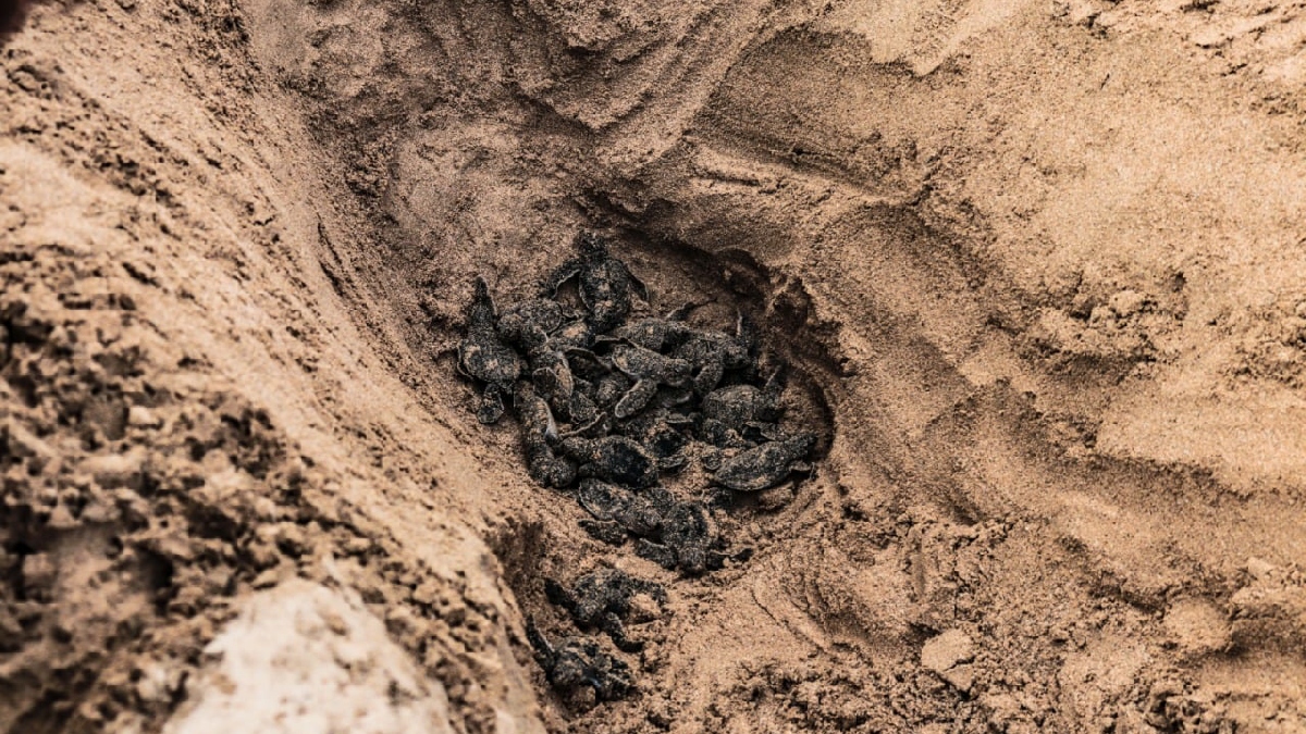 Se realiza Programa de Educación Ambiental y Ciencia Ciudadana para la protección de la tortuga verde