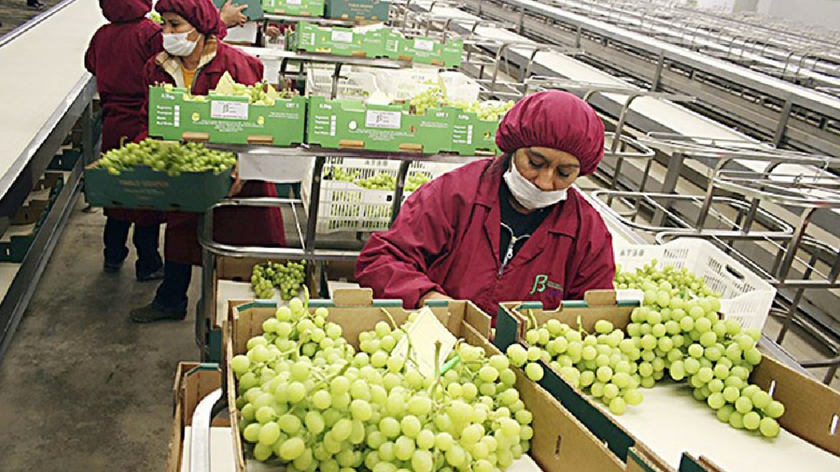 Uva de mesa: Perú y China principales proveedores en 2020
