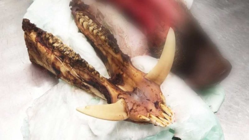 Agrocalidad y Senae decomisan mercancías pecuarias en Guayas