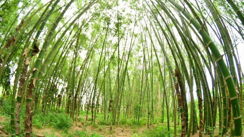 MAG fortalece producción de bambú y BanEcuador lanza línea de crédito para este rubro