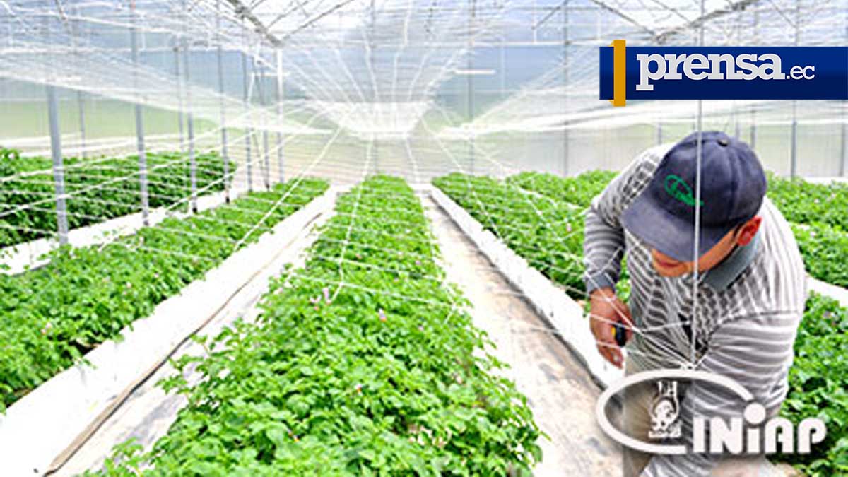 Producción de Semilla de Papa de Calidad Bajo Invernadero