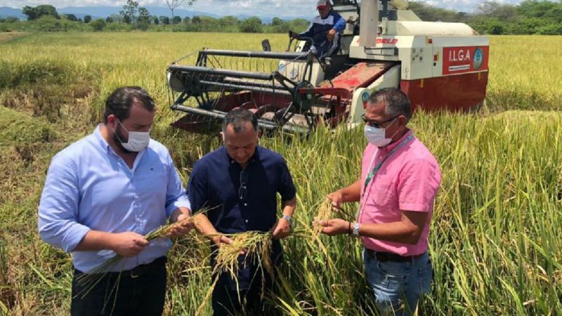 En El Oro buscan que la producción de arroz crezca de 4 hasta 10 toneladas por hectárea, con una nueva variedad