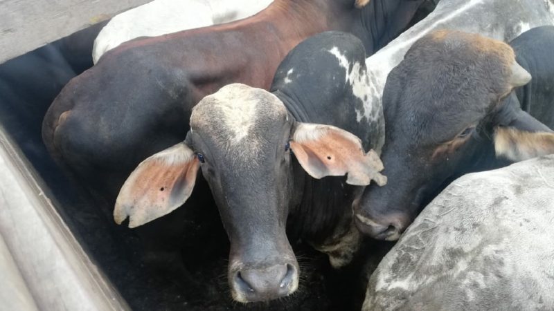 74 bovinos son retenidos en Napo