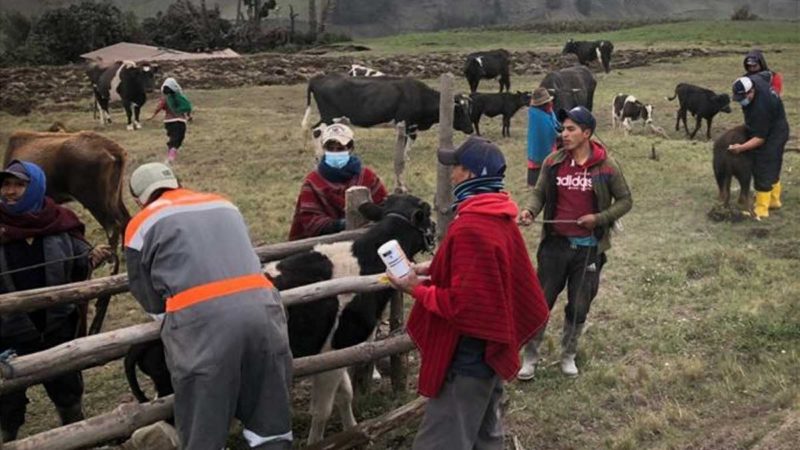 Cerca de 40 mil semovientes son atendidos con las Clínicas Móviles Agroveterinarias por la caída de cenizas del volcán Sangay