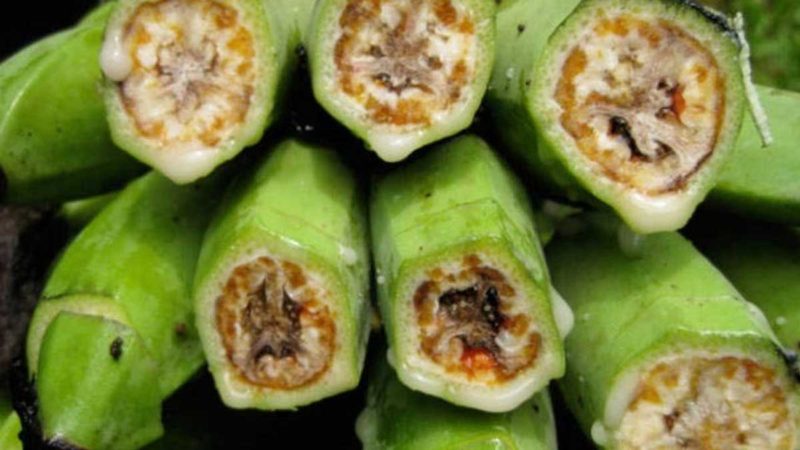 Colombia: Presentan un plan de acción para la prevención y la erradicación del moko de plátano en el Eje Cafetero