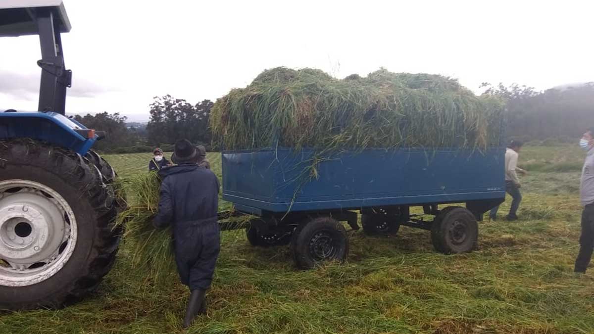 Desde la Reserva Estratégica Forrajera El Rosario se envía fardos y pasto para ayudar a ganado de Chimborazo, afectado por la ceniza