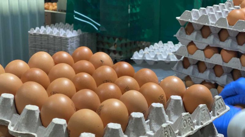 Ecuador celebra el Día Nacional del Huevo