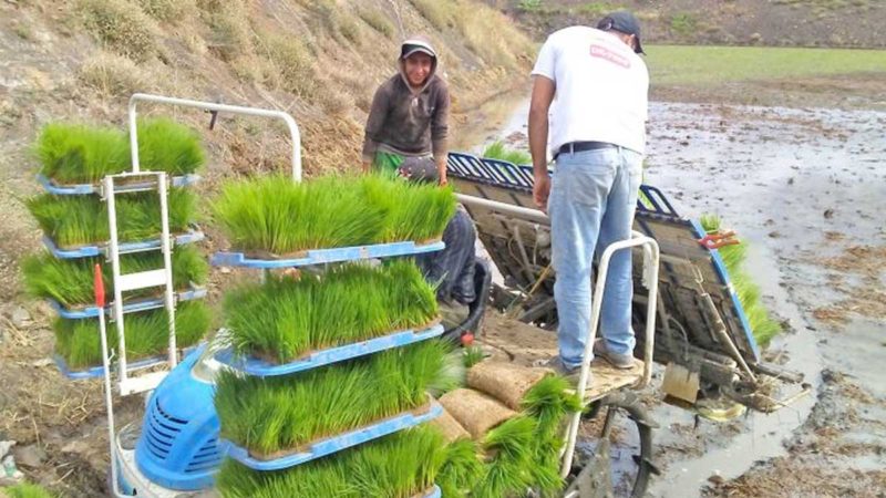 En Loja asesoran proceso del cultivo de arroz