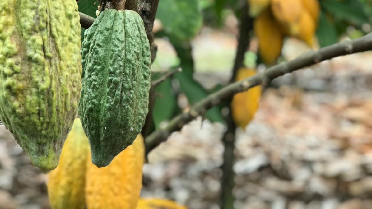INIAP culminó la escuela de cacao