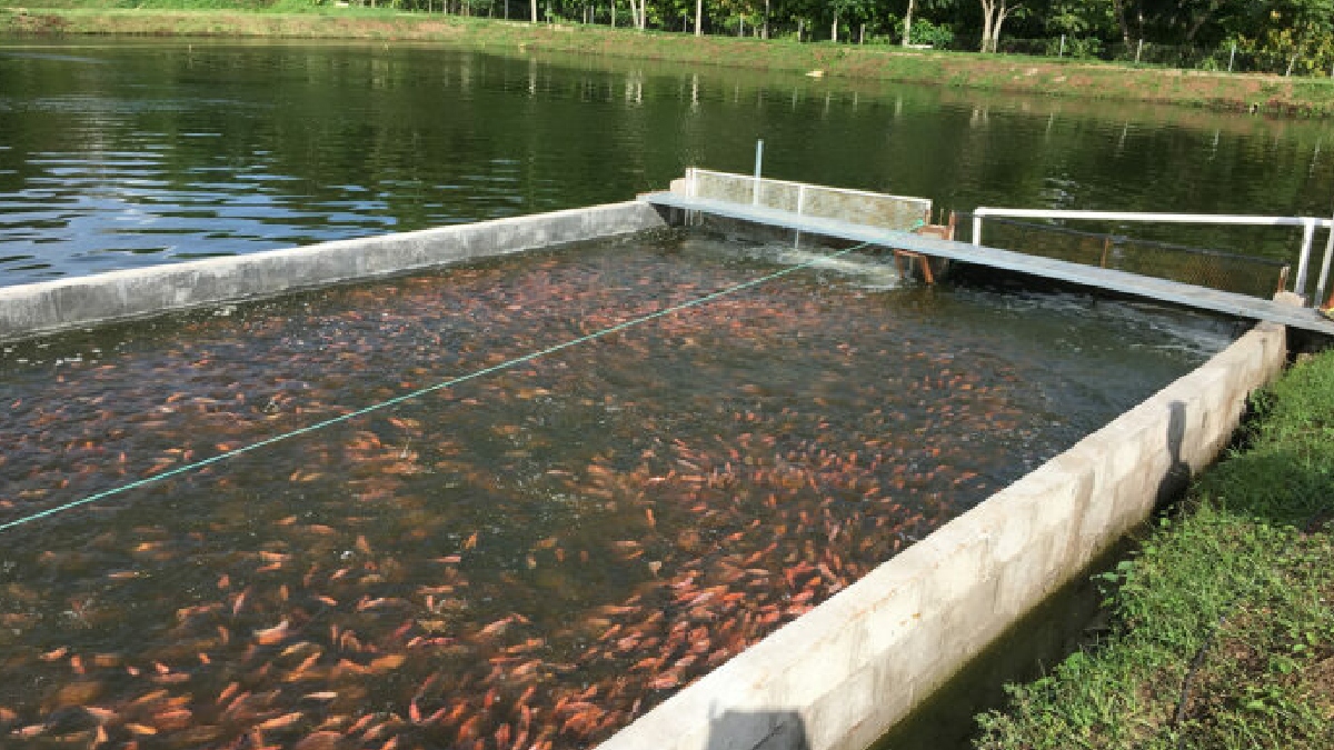 El cultivo de tilapias sigue asombrando al mundo