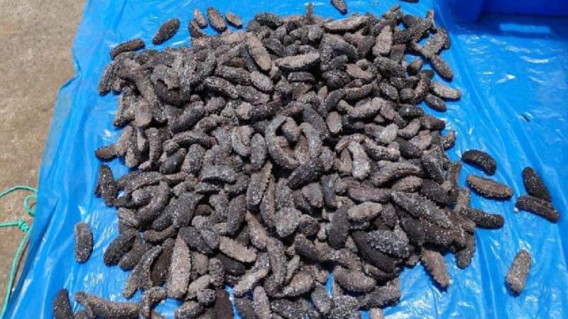 LA POLICÍA DECOMISÓ 769 PEPINOS DE MAR