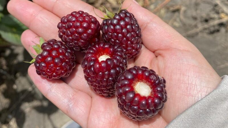 MAG ORGANIZA UN TALLER DE FORTALECIMIENTO PRODUCTIVO Y COMERCIAL PARA PRODUCTORES DE MORA