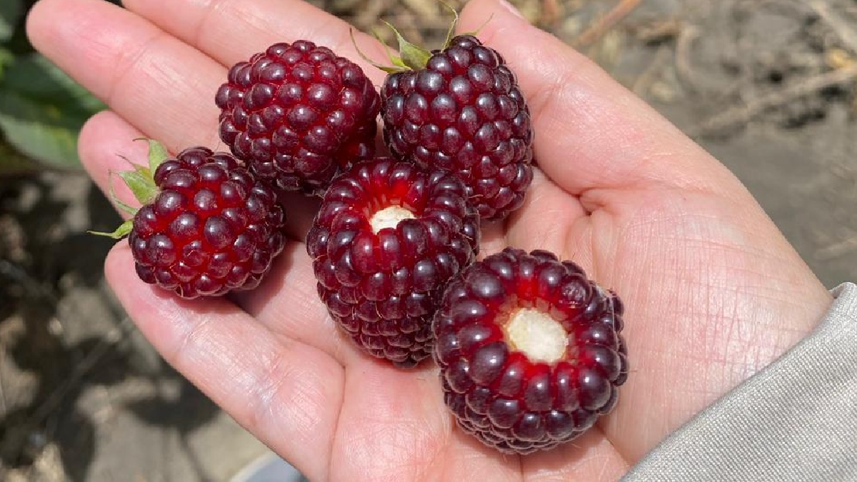 MAG ORGANIZA UN TALLER DE FORTALECIMIENTO PRODUCTIVO Y COMERCIAL PARA PRODUCTORES DE MORA