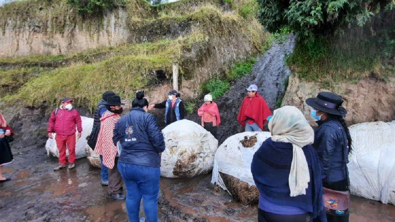 MAG continua con entrega de alimento para ganado en zonas  de Chimborazo afectadas por ceniza volcánica