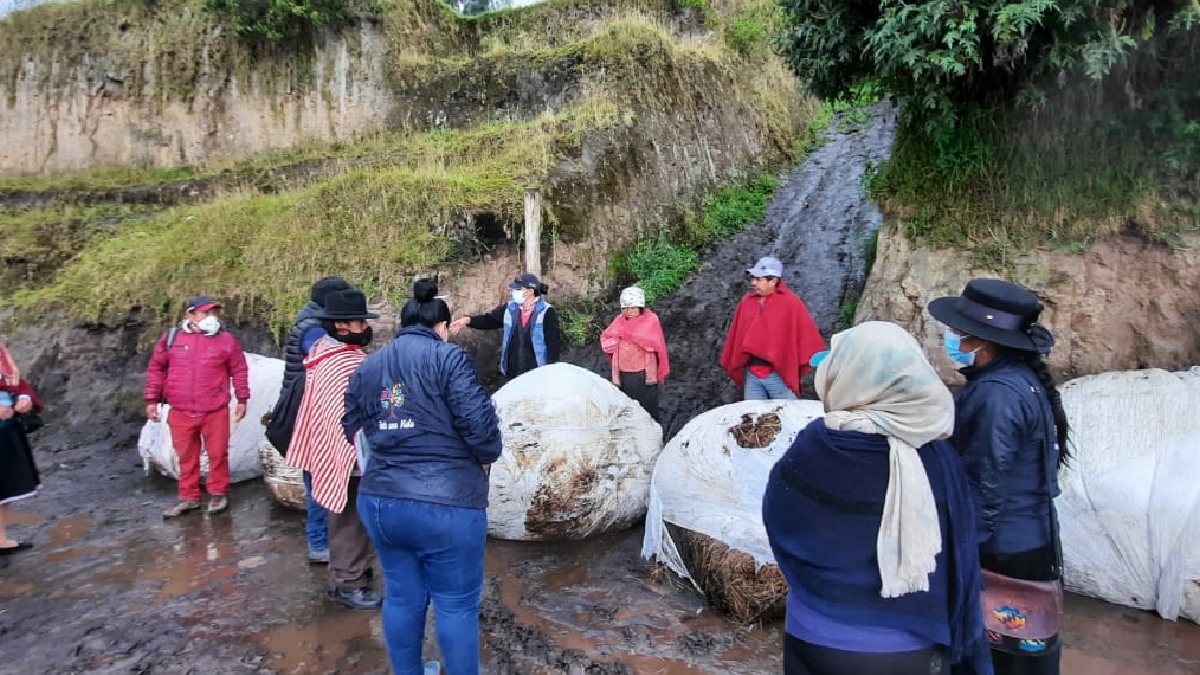 MAG continua con entrega de alimento para ganado en zonas  de Chimborazo afectadas por ceniza volcánica