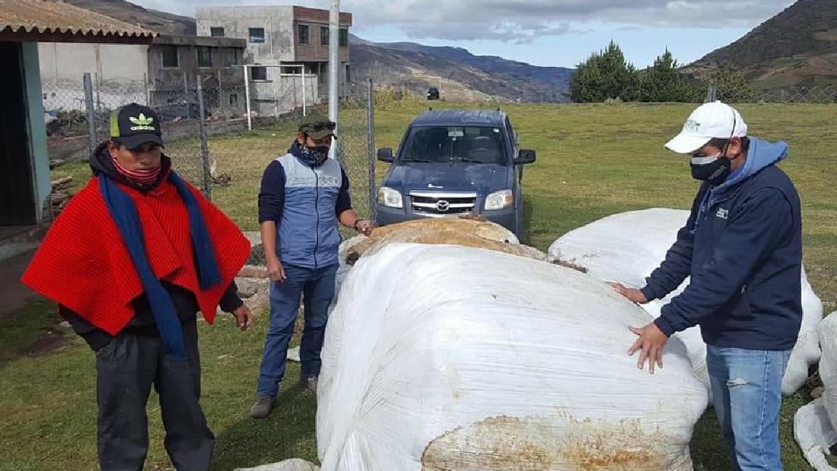 MAG distribuirá más alimento para el ganado en cantones de Chimborazo, afectados por la ceniza volcánica
