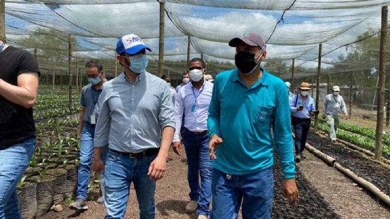 MAG promueve paquetes tecnológicos para renovar plantaciones de palma aceitera