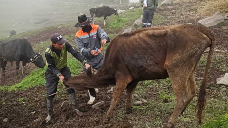 Clínicas Móviles Agroveterinarias brindan atención al ganado afectado de la Provincia