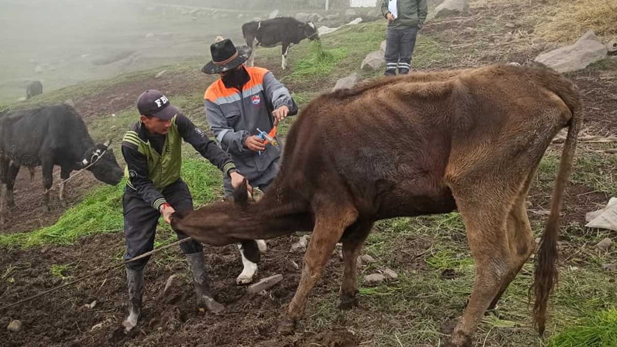 Clínicas Móviles Agroveterinarias brindan atención al ganado afectado de la Provincia
