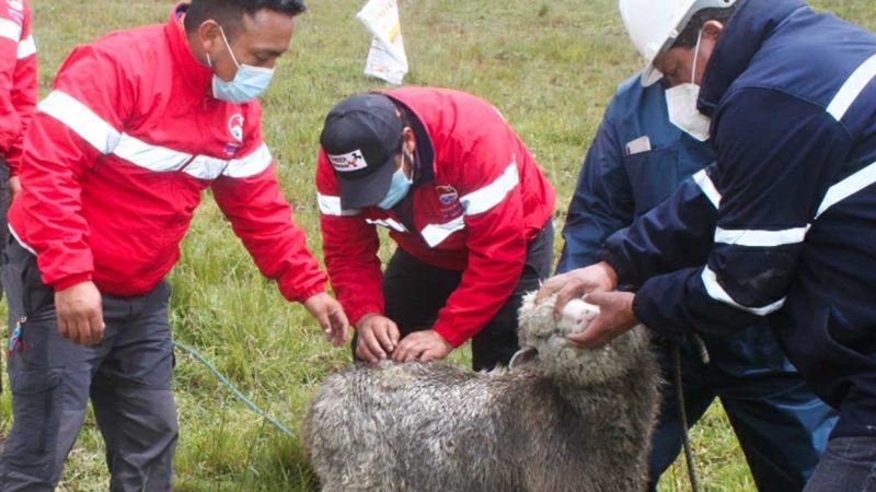 Preselección y verificación de ovinos de raza mejorada en el páramo de Pucacaja, San Antonio de Chacaza en Guamote