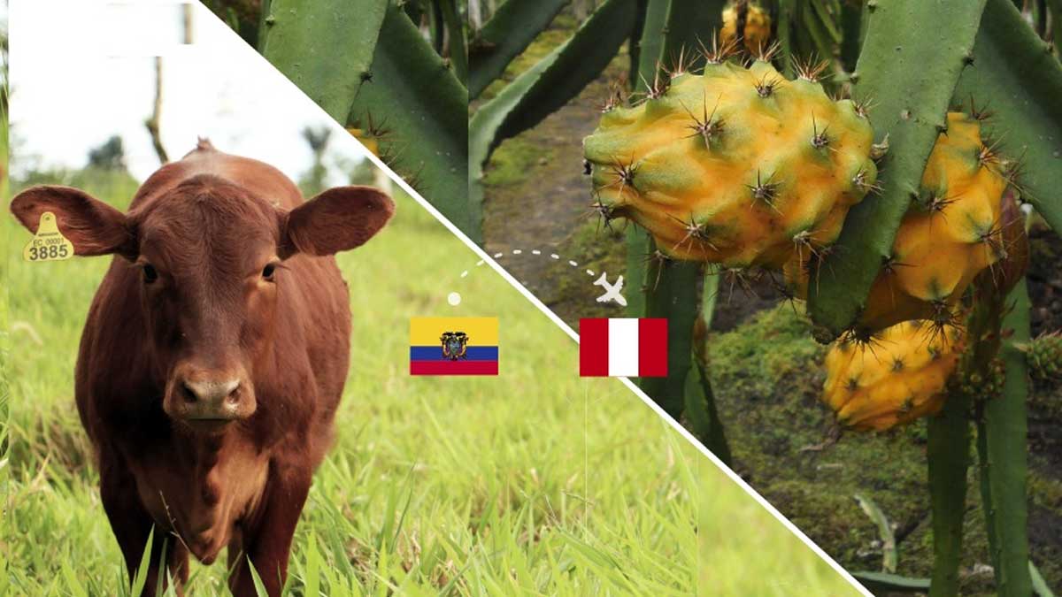 Se establecen acuerdos en miras a la exportación de bovinos en pie y pitahaya hacia Perú