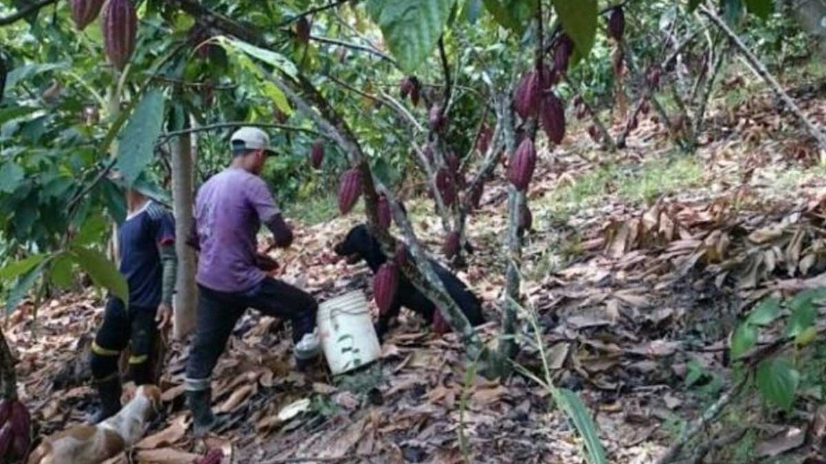 AGRICULTORES DE ESMERALDAS RECIBIRÁN APOYO PARA LA SIEMBRA Y CULTIVO DE CACAO