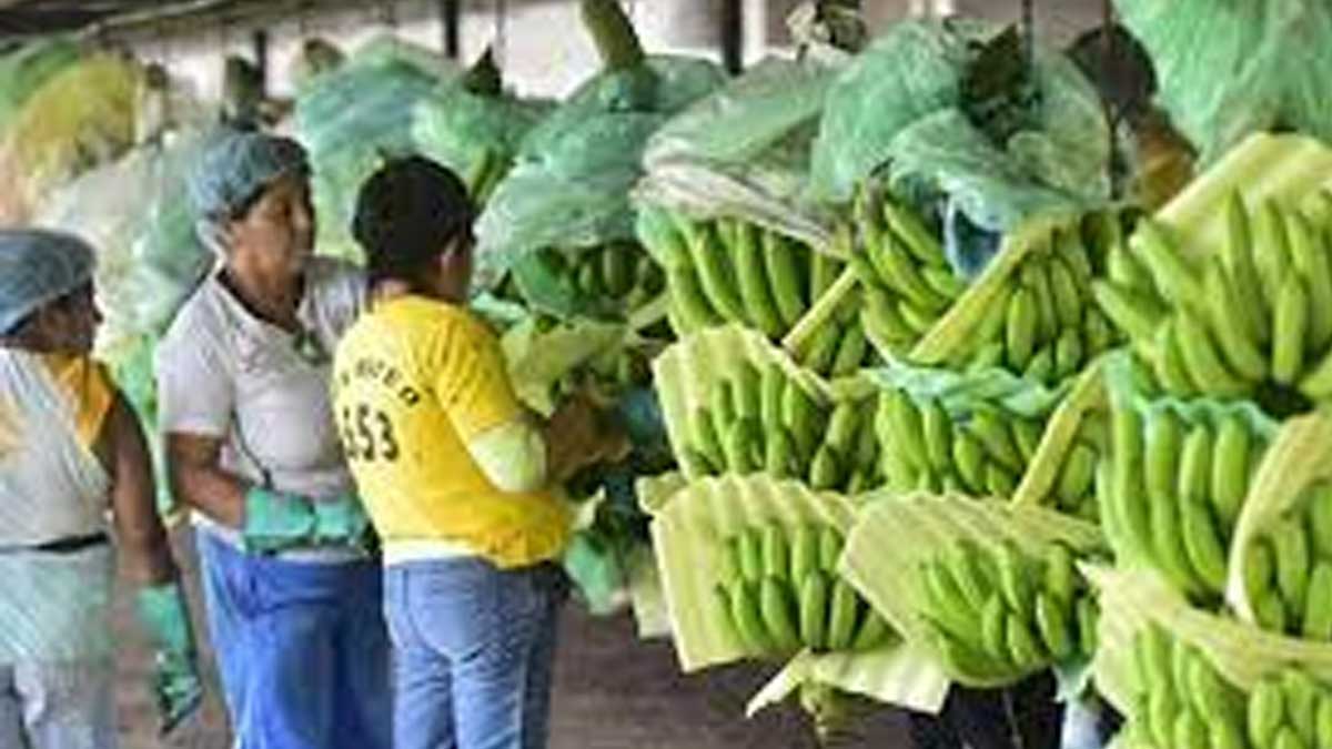 AGROCALIDAD REFUERZA ACCIONES DE PREVENCIÓN POR POSIBLE PRESENCIA DE FOC R4T EN PAÍS DE SUDAMÉRICA