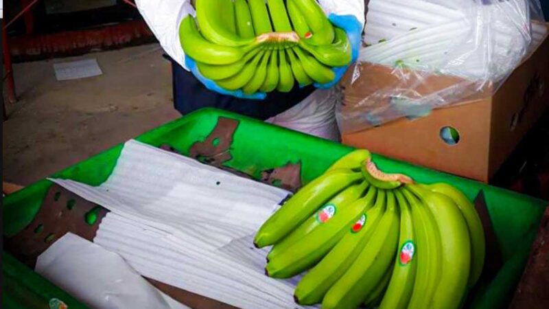 AGROCALIDAD SE MANTIENE ALERTA POR POSIBLE BROTE DE FOC R4T EN PERÚ