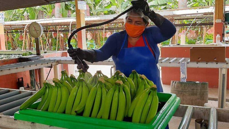 ALERTA NO CONFIRMADA DE FUSARIUM EN VENEZUELA PREOCUPA A SECTOR BANANERO NACIONAL, QUE RESALTA EXPORTACIONES DEL 2020 Y DESAFÍOS PARA ESTE AÑO