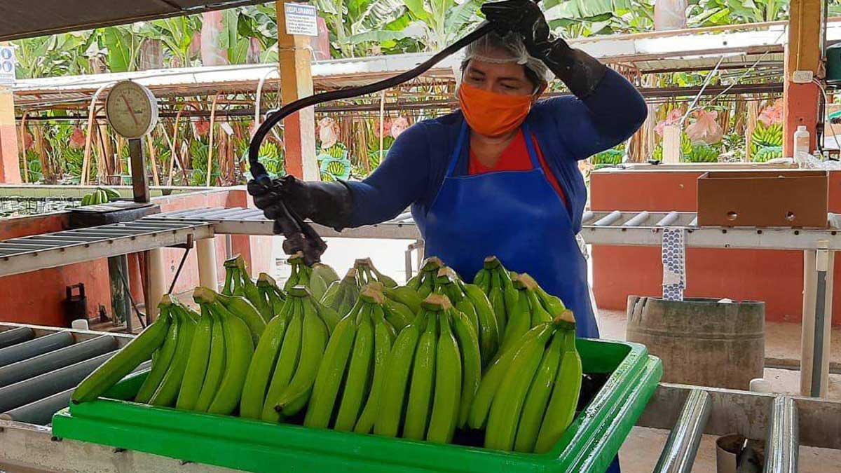 ALERTA NO CONFIRMADA DE FUSARIUM EN VENEZUELA PREOCUPA A SECTOR BANANERO NACIONAL, QUE RESALTA EXPORTACIONES DEL 2020 Y DESAFÍOS PARA ESTE AÑO