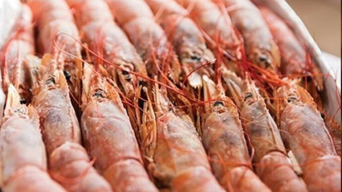 ARGENTINA VOLVIÓ A EXPORTAR LANGOSTINOS A BRASIL