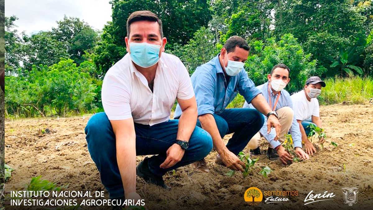 CIP E INIAP BUSCAN IMPULSAR EL CAMOTE COMO ALTERNATIVA PARA MEJORAR LA SALUD E INGRESOS EN ESMERALDAS