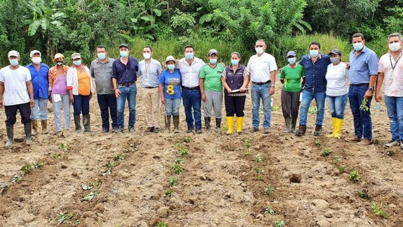 CULTIVO DE CAMOTE BUSCA MEJORAR LA SALUD E INGRESOS DE LOS ESMERALDEÑOS