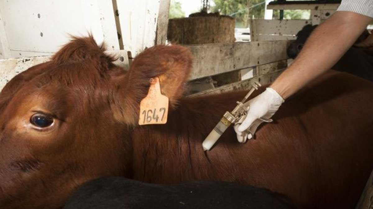 ECUADOR ALISTA CAMPAÑA CONTRA AFTOSA CON NUEVOS AVANCES TECNOLÓGICOS PARA LOS GANADEROS