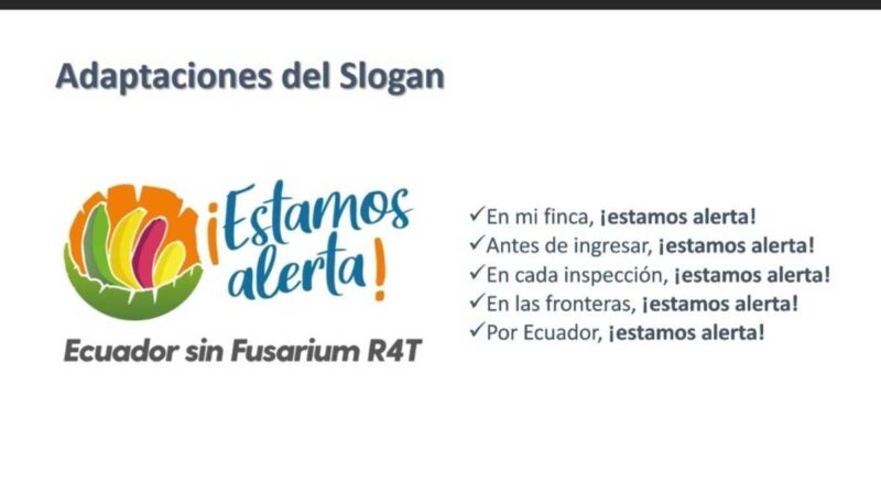 ECUADOR LANZA LA CAMPAÑA ¡ESTAMOS ALERTA!, PARA PREVENIR INGRESO DEL FUSARIUM RAZA 4