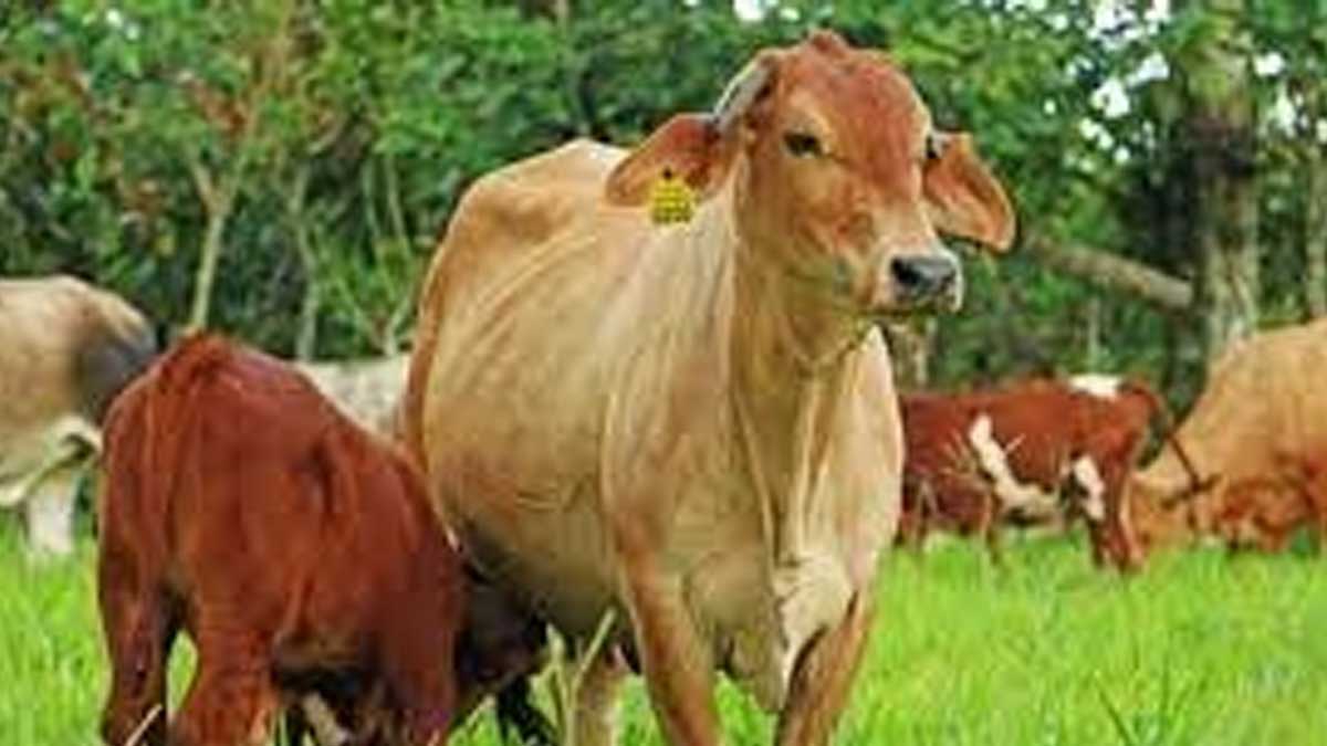 ECUADOR PODRÁ EXPORTAR MATERIAL GENÉTICO BOVINO Y BUFALINO HACIA PARAGUAY