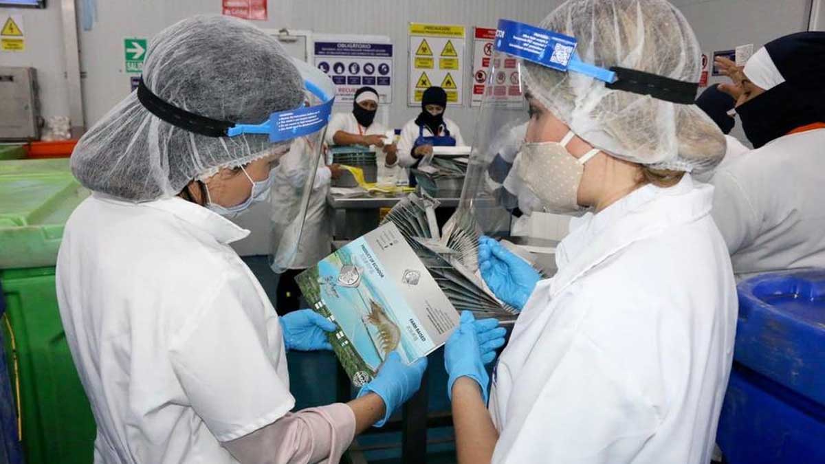 EL CAMARÓN ECUATORIANO ENTRA CON FUERZA EN ESTADOS UNIDOS EN MOMENTOS EN QUE LAS VENTAS CAEN CON CHINA